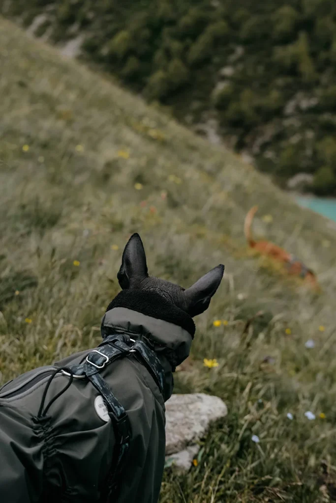 Custom dog jacket sample developed for an outdoor pet brand