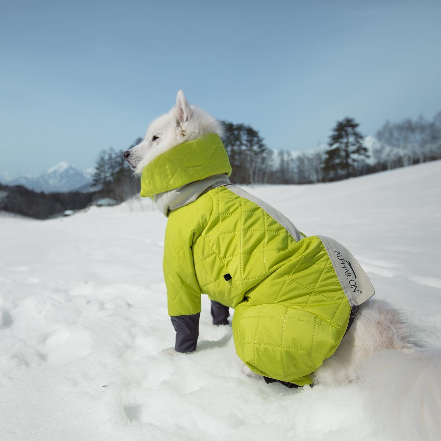Dog wearing a custom pet jacket sample