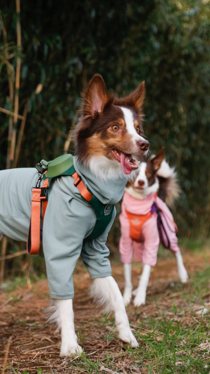 Pet apparel fit sample used for product development review
