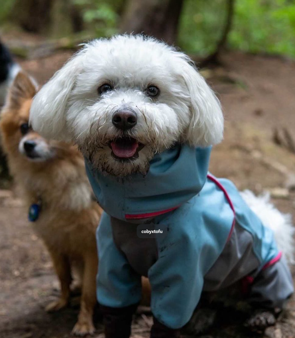 Dog wearing a fitted outdoor pet apparel sample